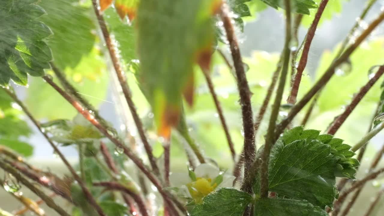 在窗户背景的花盆里，用草莓浇灌灌木丛。视频素材