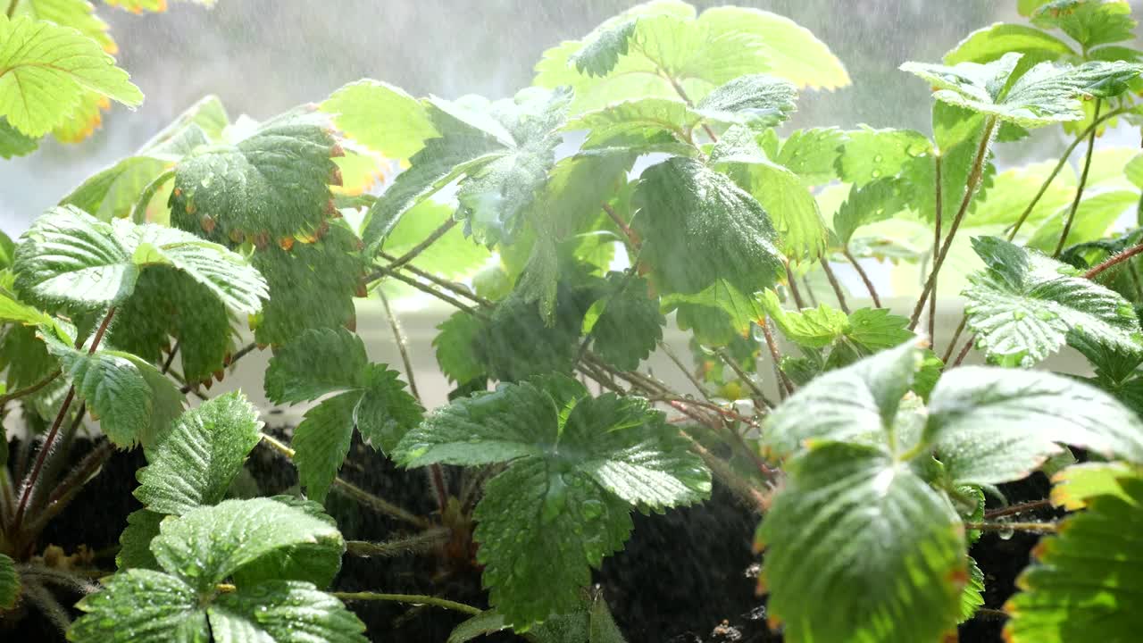 在窗户背景的花盆里，用草莓浇灌灌木丛。视频素材