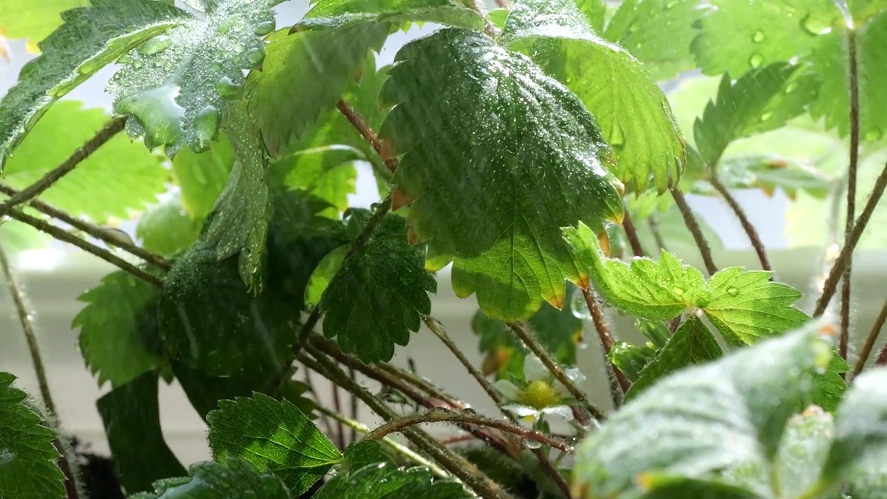 在窗户背景的花盆里，用草莓浇灌灌木丛。视频素材