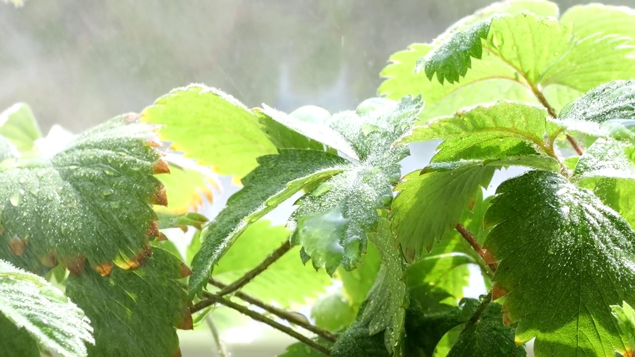 在窗户背景的花盆里，用草莓浇灌灌木丛。视频素材