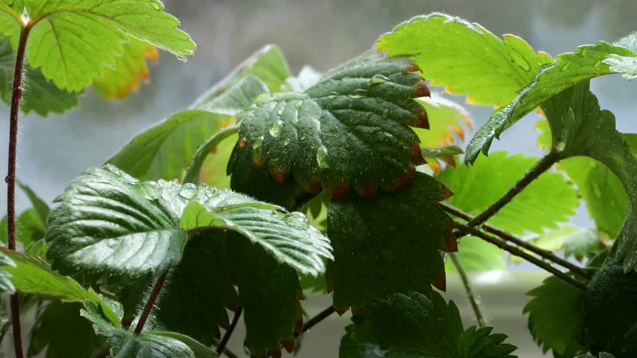 在窗户背景的花盆里，用草莓浇灌灌木丛。视频素材