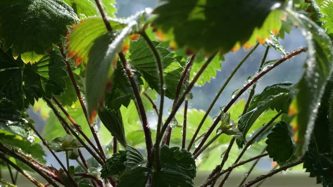 在窗户背景的花盆里，用草莓浇灌灌木丛。视频素材