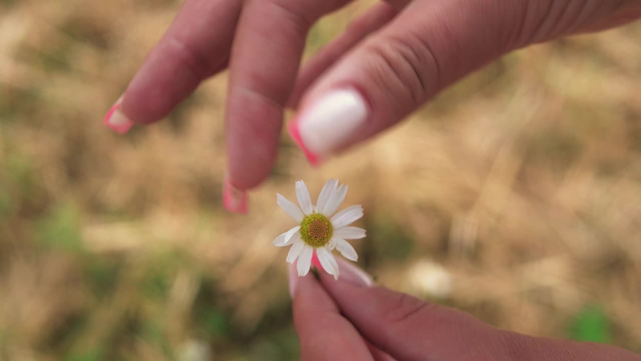 夏天，一个女孩用手指从田野里的洋甘菊花上扯下花瓣视频下载