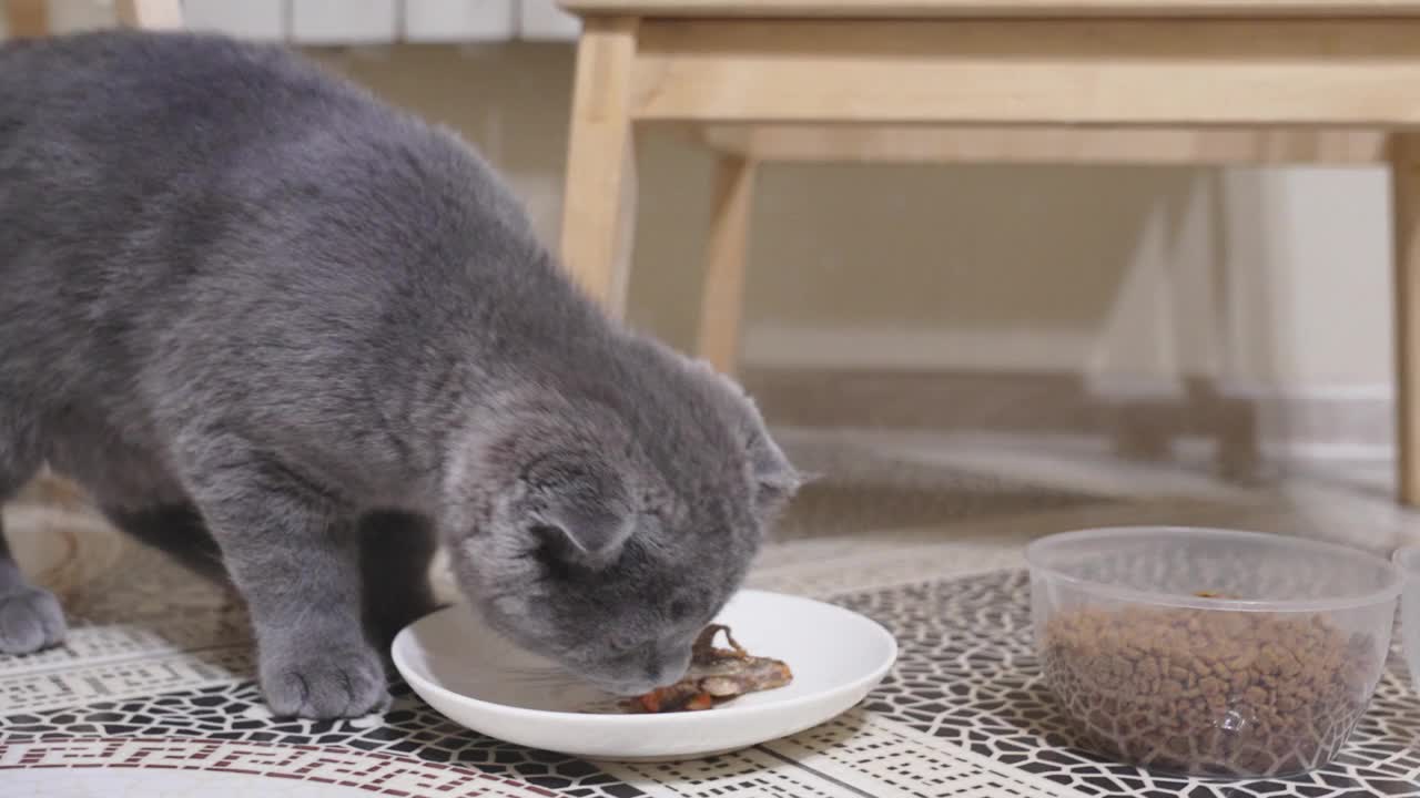 一只可爱有趣的英国短毛猫的小猫正在吃碟子里的食物。视频素材