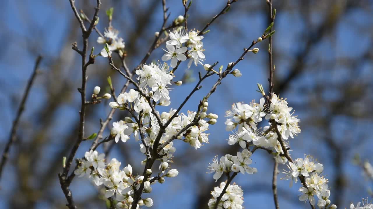 樱花视频素材