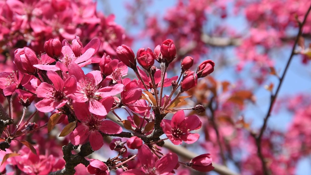 樱花视频素材