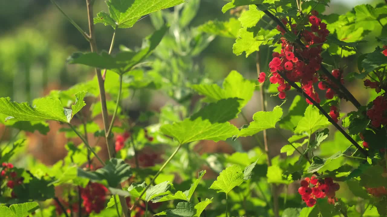 夏日阳光下树枝上红醋栗的背景。成熟的浆果视频素材