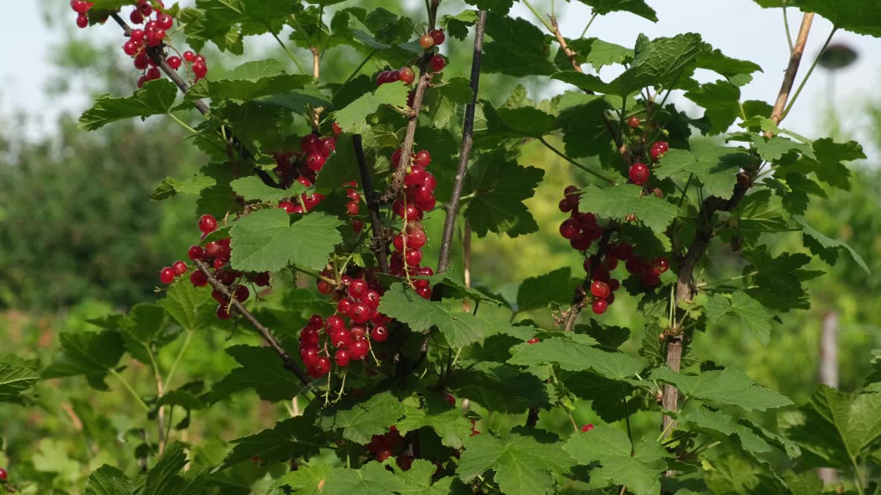 在夏日花园的灌木丛中，一个女人正在用手采摘红醋栗视频素材