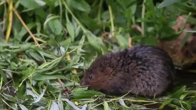 水田鼠视频素材