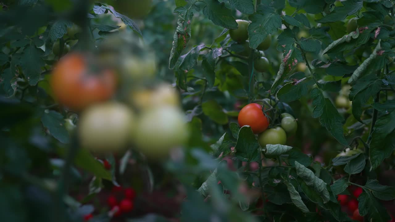 温室里有机番茄的特写视频素材