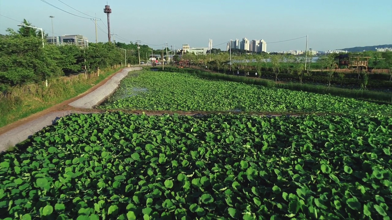 韩国京畿道义旺市王松湖的莲花湿地视频素材