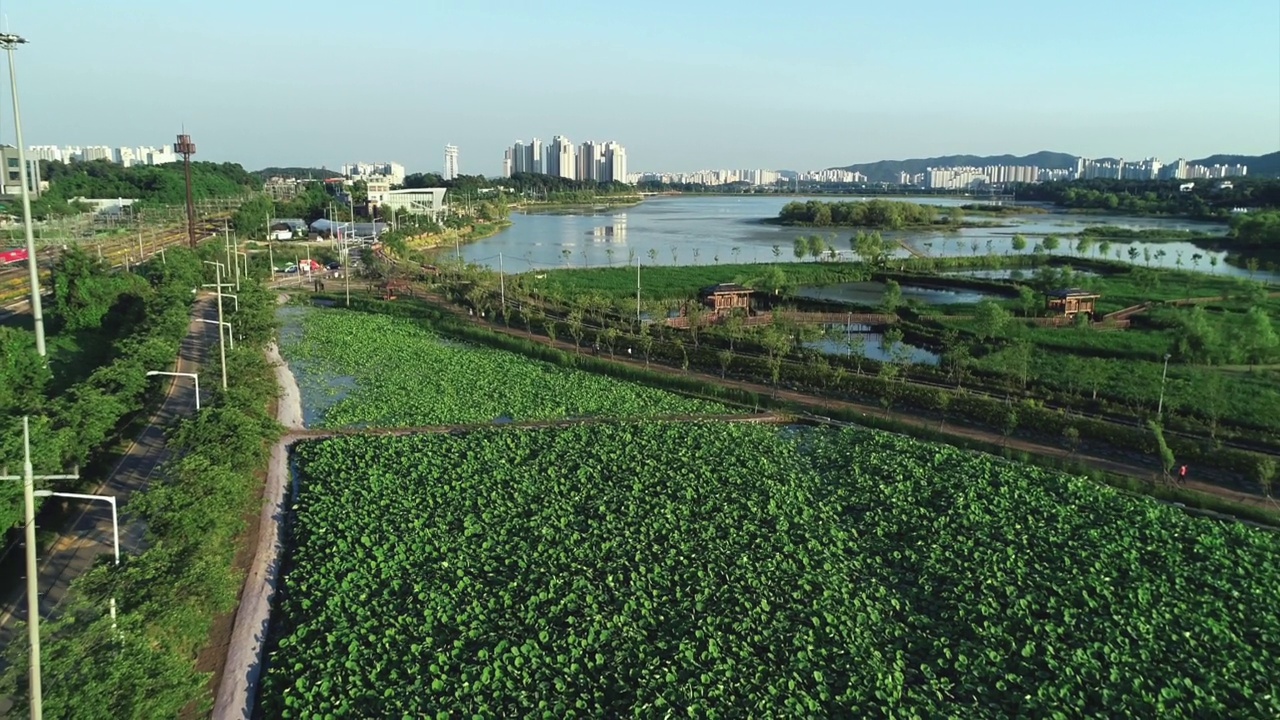 韩国京畿道义旺市王松湖的莲花湿地视频素材