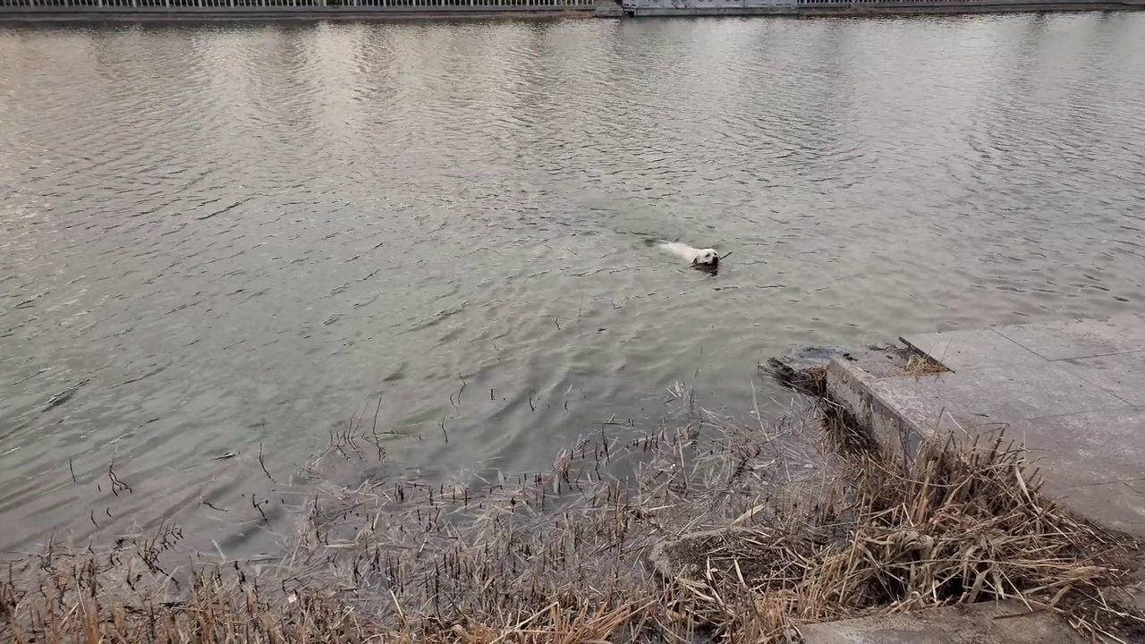 拉布拉多犬水上训练视频素材