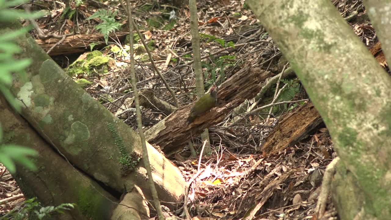 鸟类在日本鹿儿岛/屋久岛的森林里吃猎物视频素材