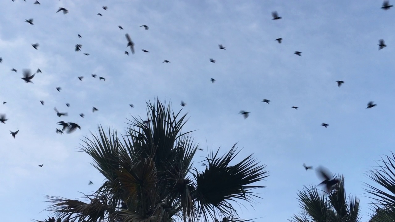 天空中的椋鸟视频下载