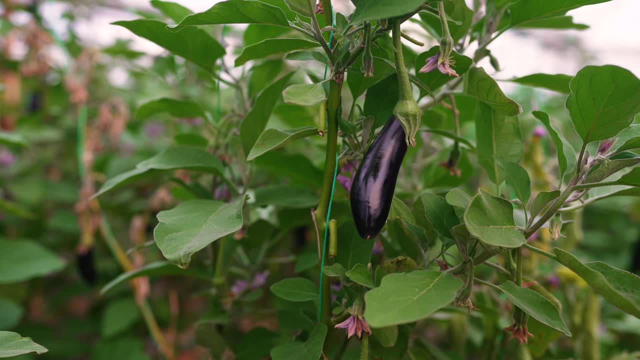 温室里有机茄子的特写视频素材