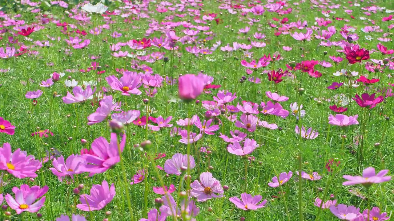 粉红色和白色的宇宙花的田野视频素材