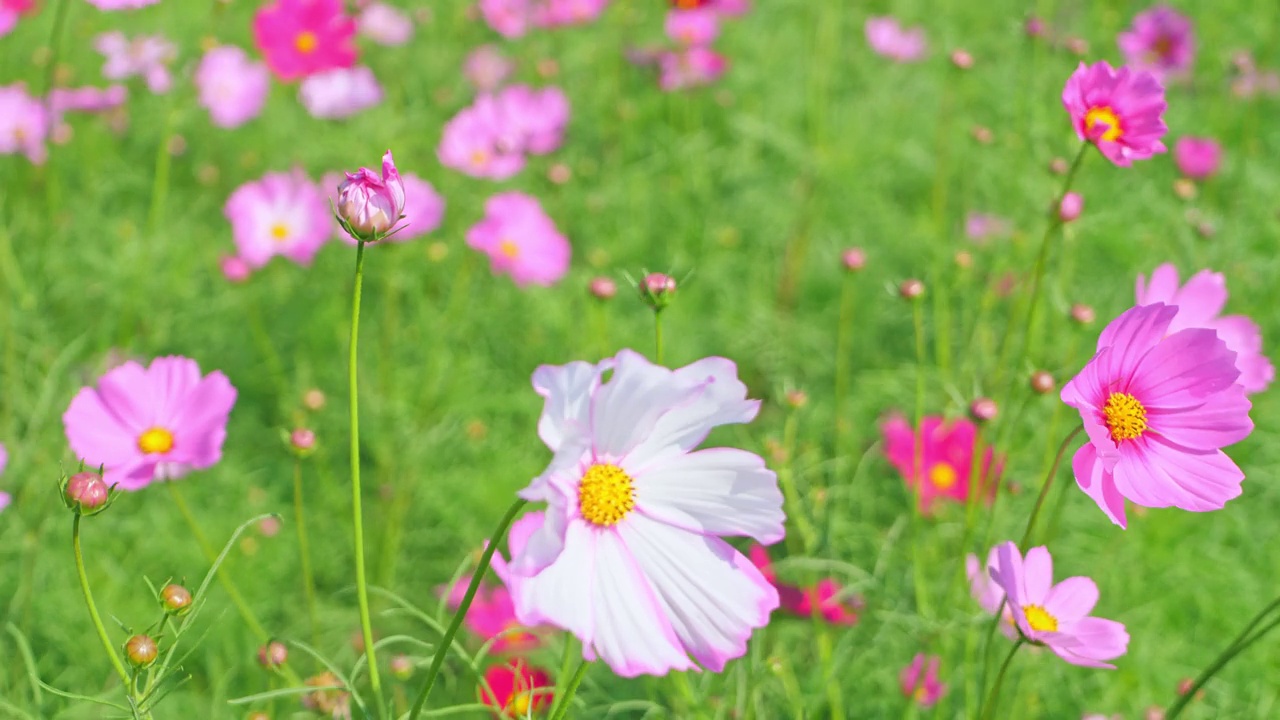 粉红色和白色的宇宙花的田野视频素材