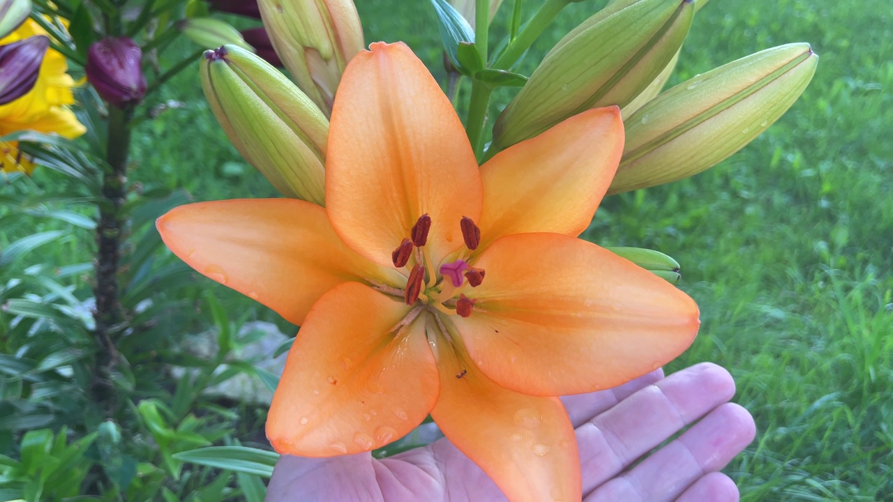 美丽的橙百合花蕾在花园里绽放视频素材