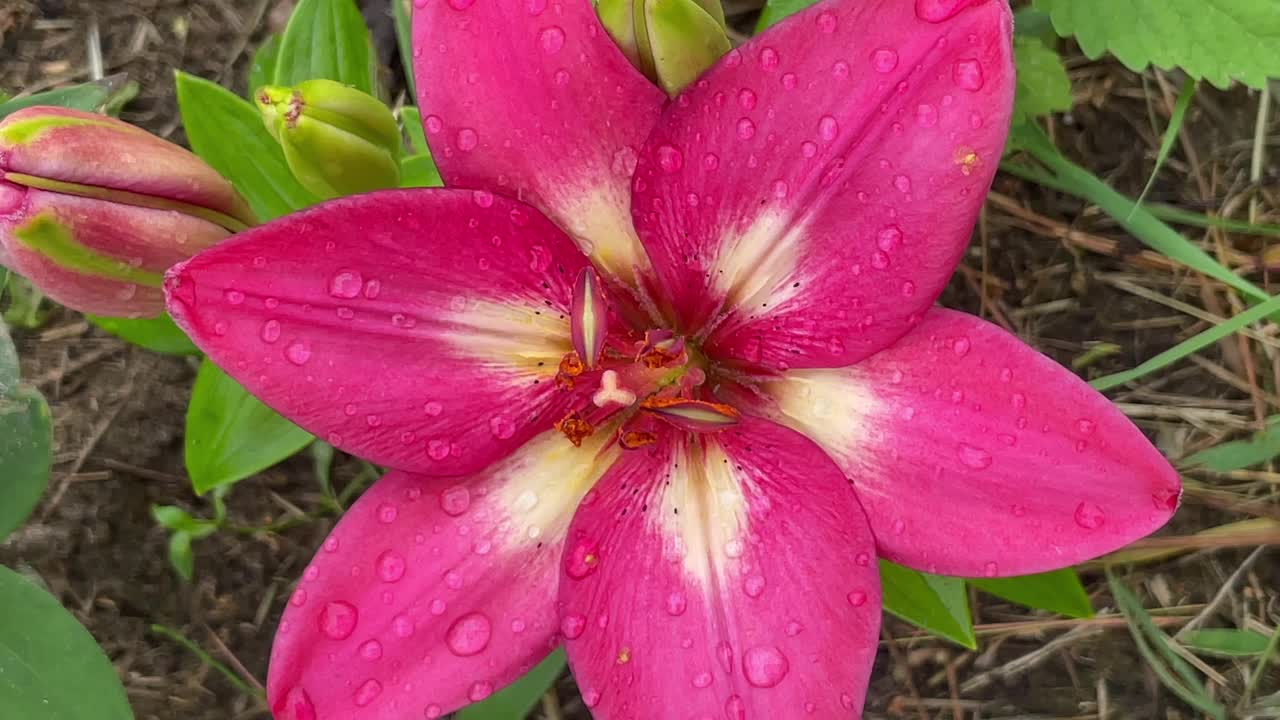 美丽的粉红色百合花蕾盛开在花园里视频素材