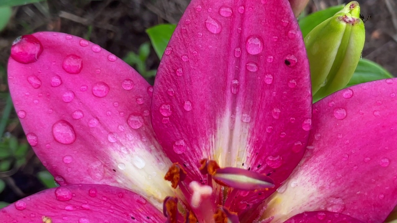 美丽的粉红色百合花蕾盛开在花园里视频素材