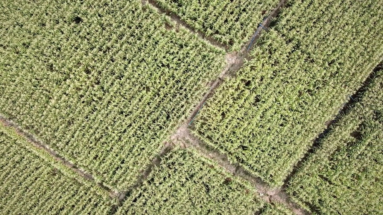 玉米田鸟瞰图视频素材