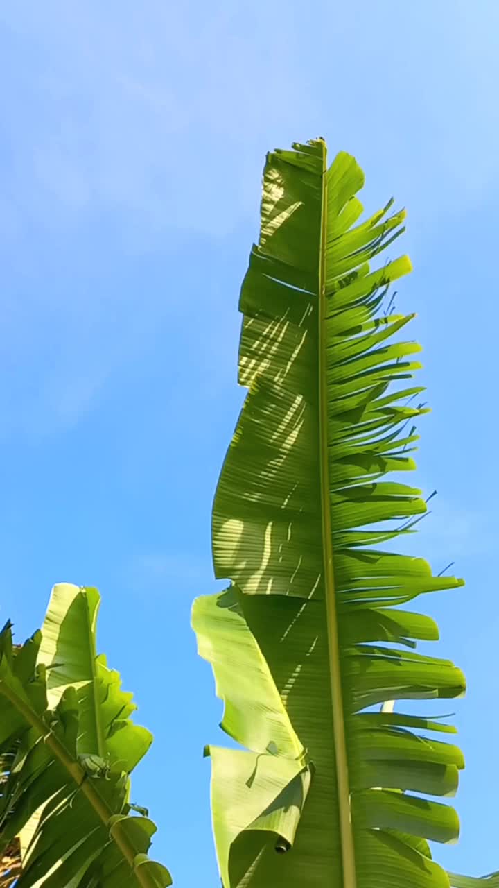 蓝色的天空背景下，绿色的香蕉叶在风中飞舞。垂直视频。视频下载