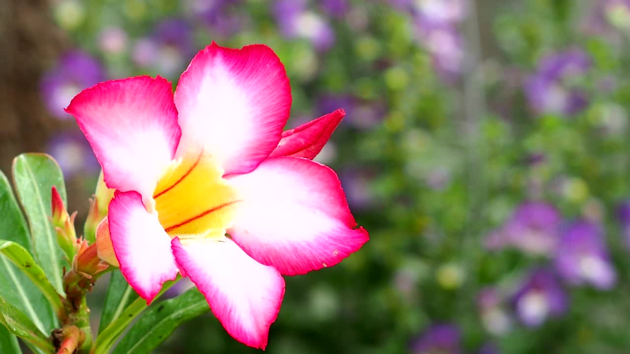 花园里的腺菊花视频素材