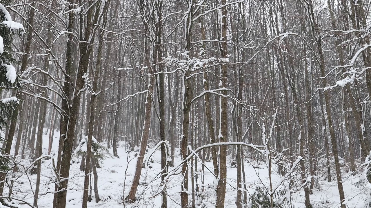 冬天的风景，森林里飘着雪花。视频素材