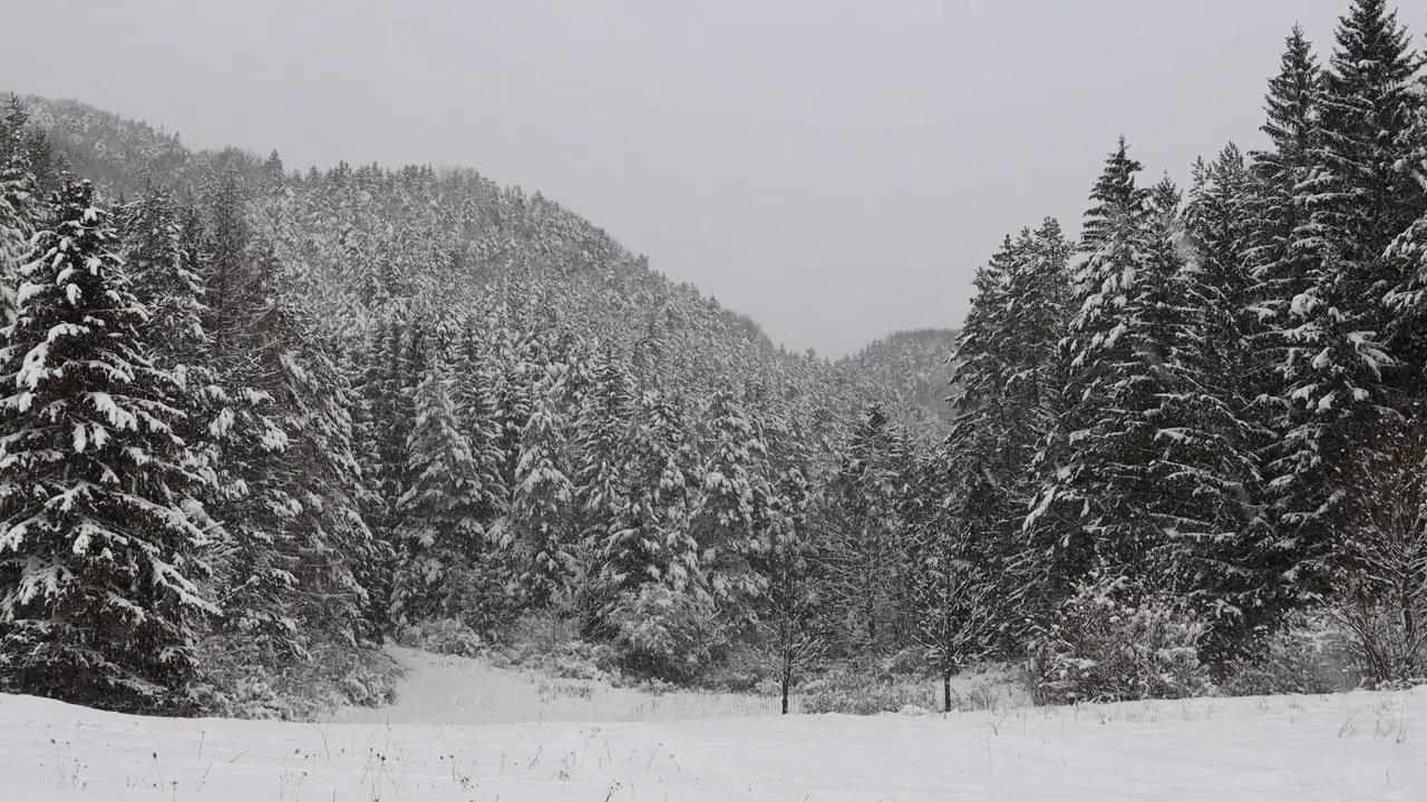 雪花飘落在一个冬季景观与森林的背景。视频素材