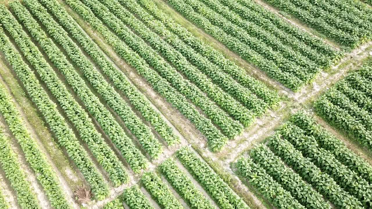 烟草农田鸟瞰图视频下载