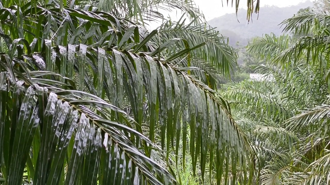 雨水落在棕榈叶上视频素材