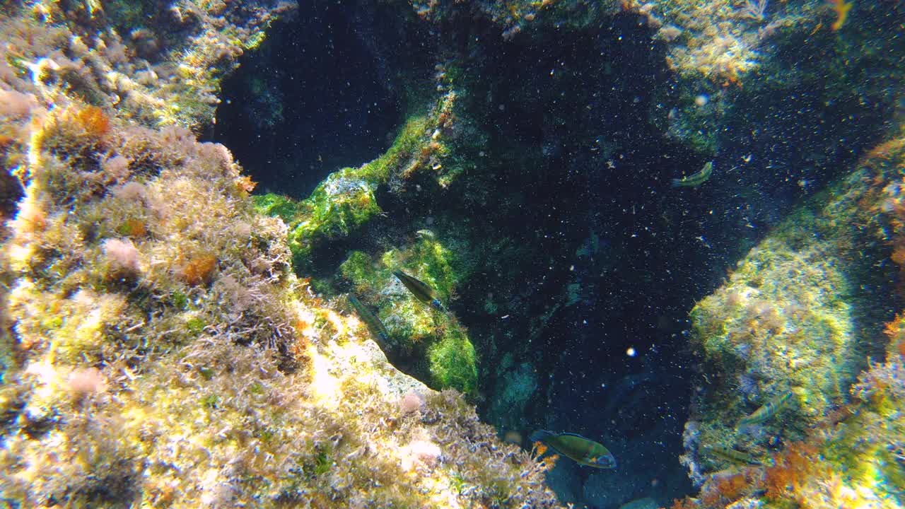 鱼在水下游泳，扎金索斯岛，希腊。五颜六色的岩石，珊瑚礁。慢动作视频素材