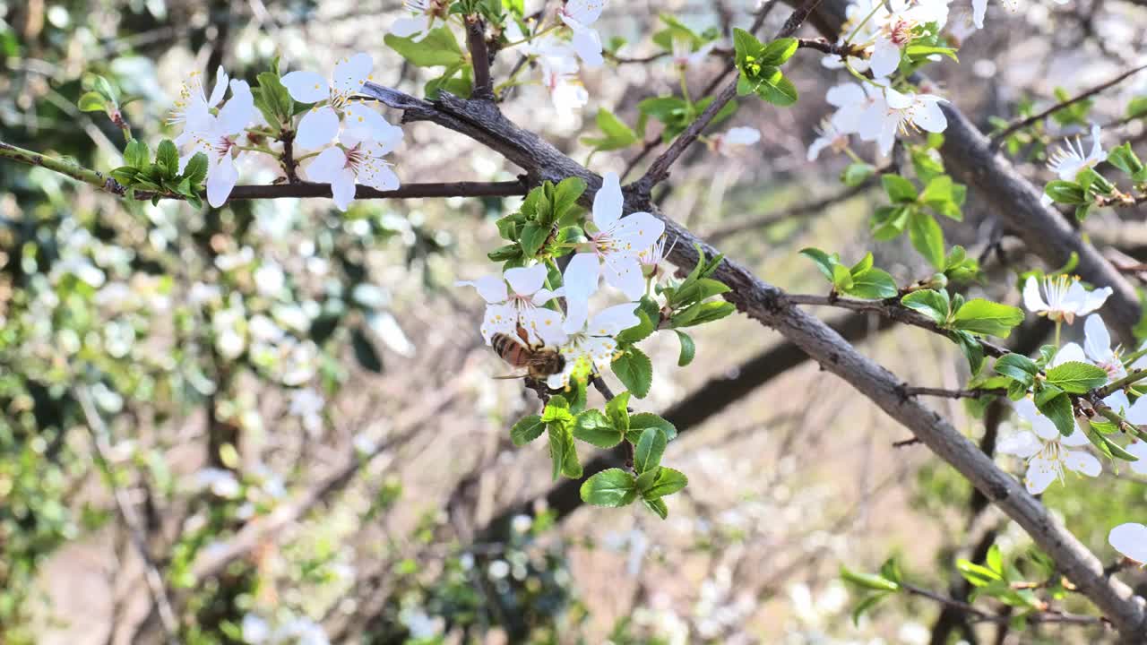 Pianezza,意大利。一只蜜蜂在梅花上采集花蜜的特写镜头，树枝被风轻轻地吹着。春天的概念。视频素材