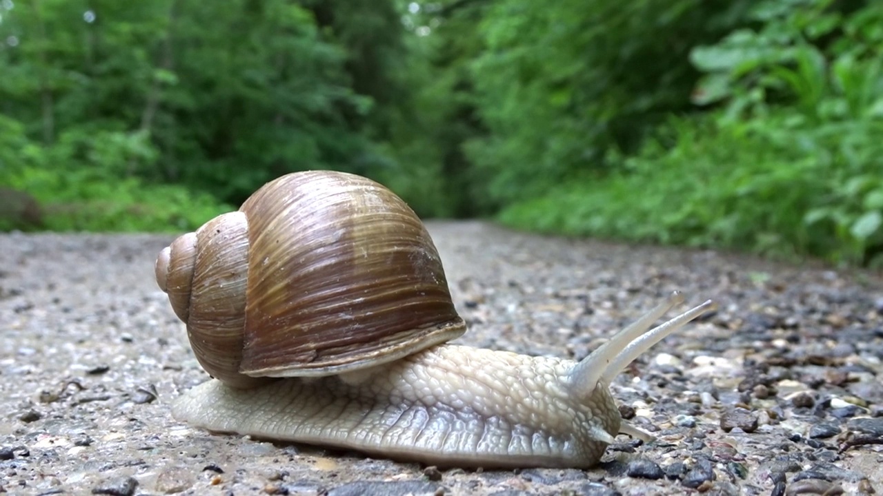 森林里的蜗牛爬过马路视频素材