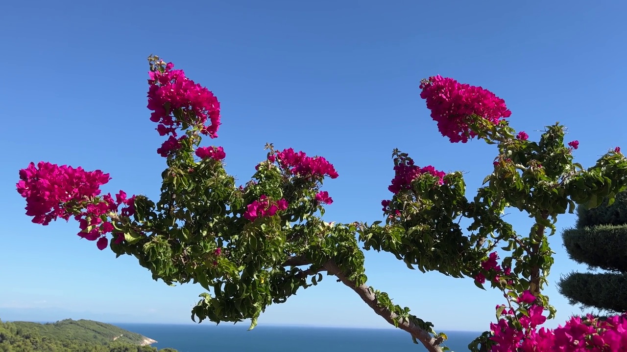 蓝蓝的天空和大海映衬着粉紫的三角梅花视频素材