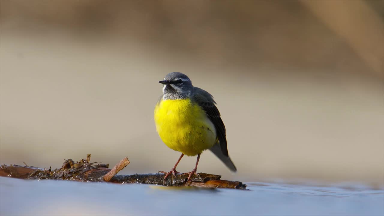 灰尾尾(Motacilla cinerea)坐在水面上的树枝上，梳理着他的羽毛视频素材