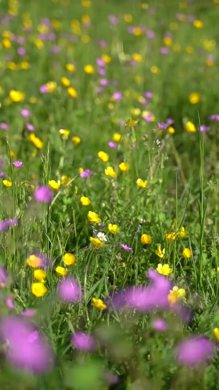 野花领域视频素材