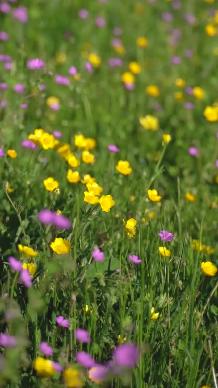 野花领域视频素材