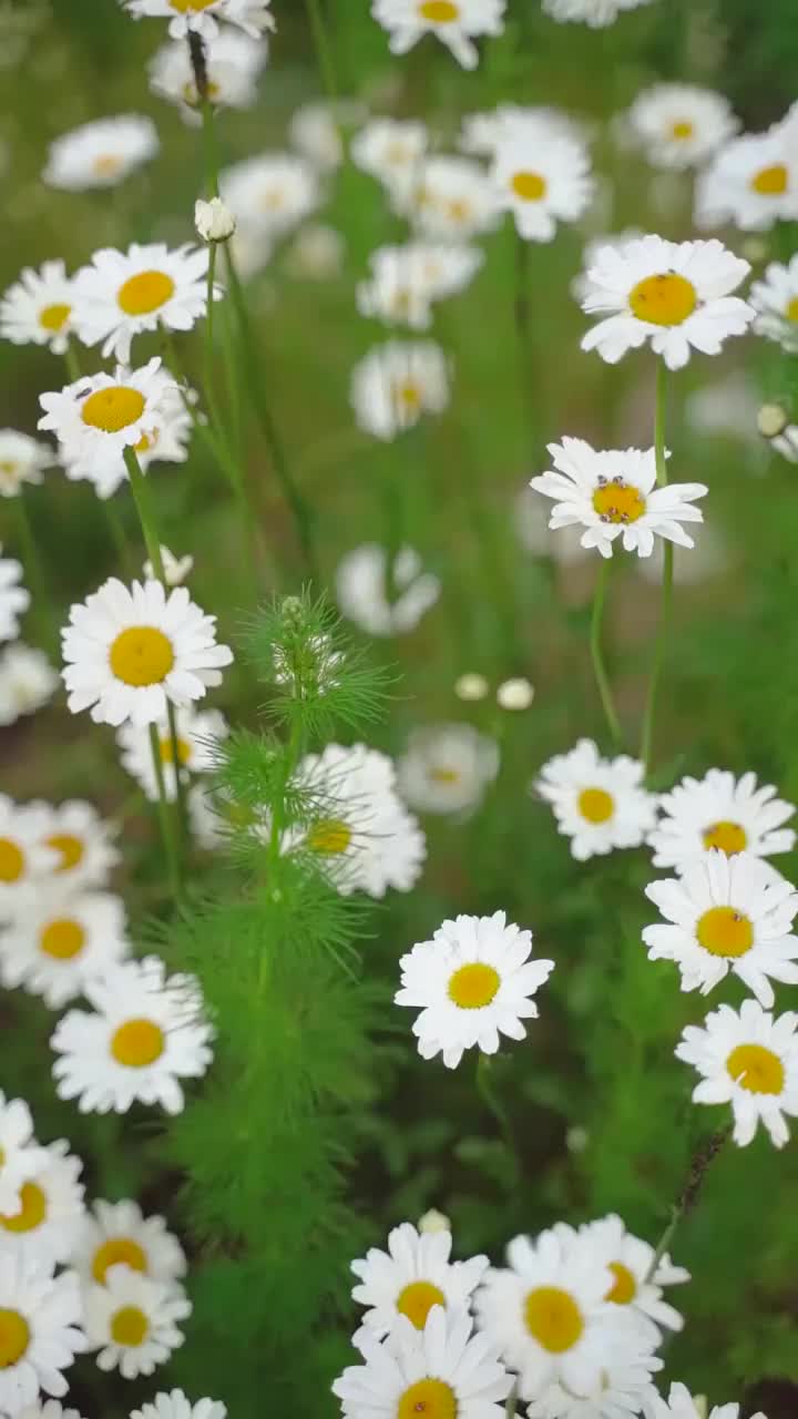 野花领域视频素材