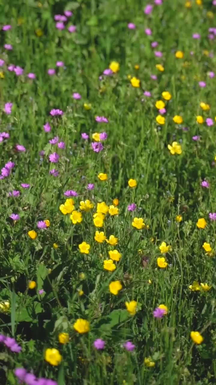 野花领域视频素材