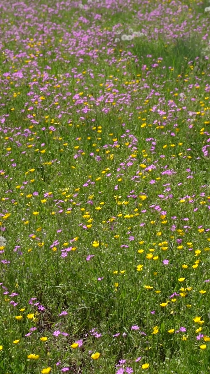 田野里的花视频素材