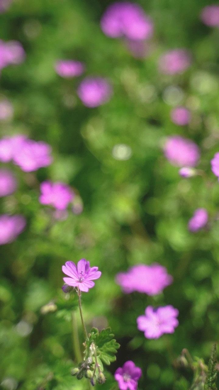 田野里的花视频素材