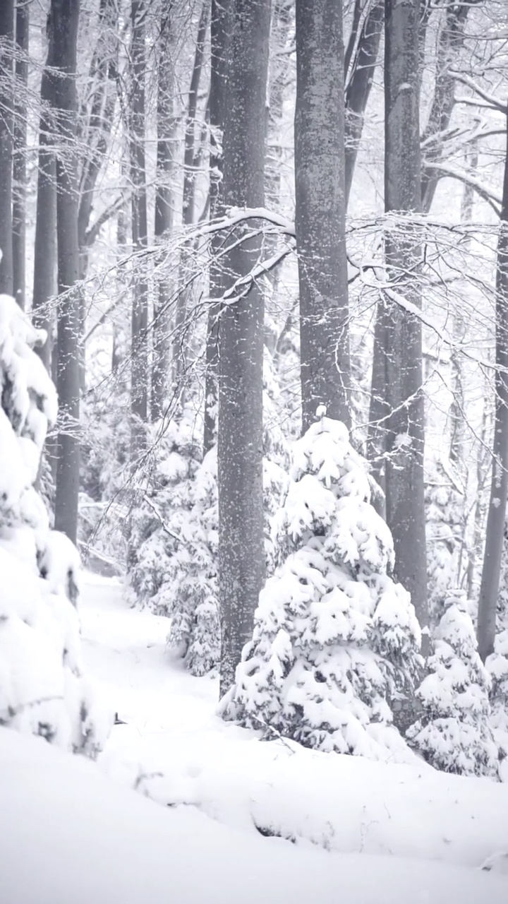 白雪覆盖的森林视频素材