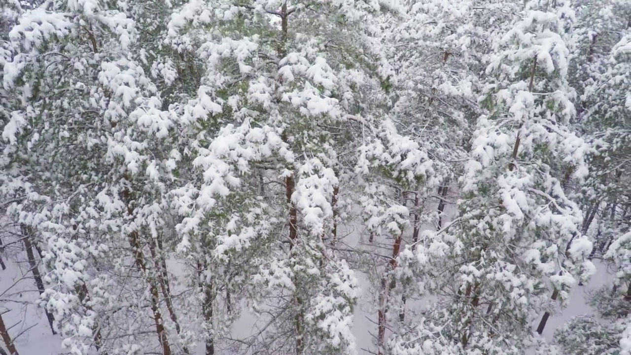 在白雪覆盖的松树之间，在冬天的树林中升起视频素材