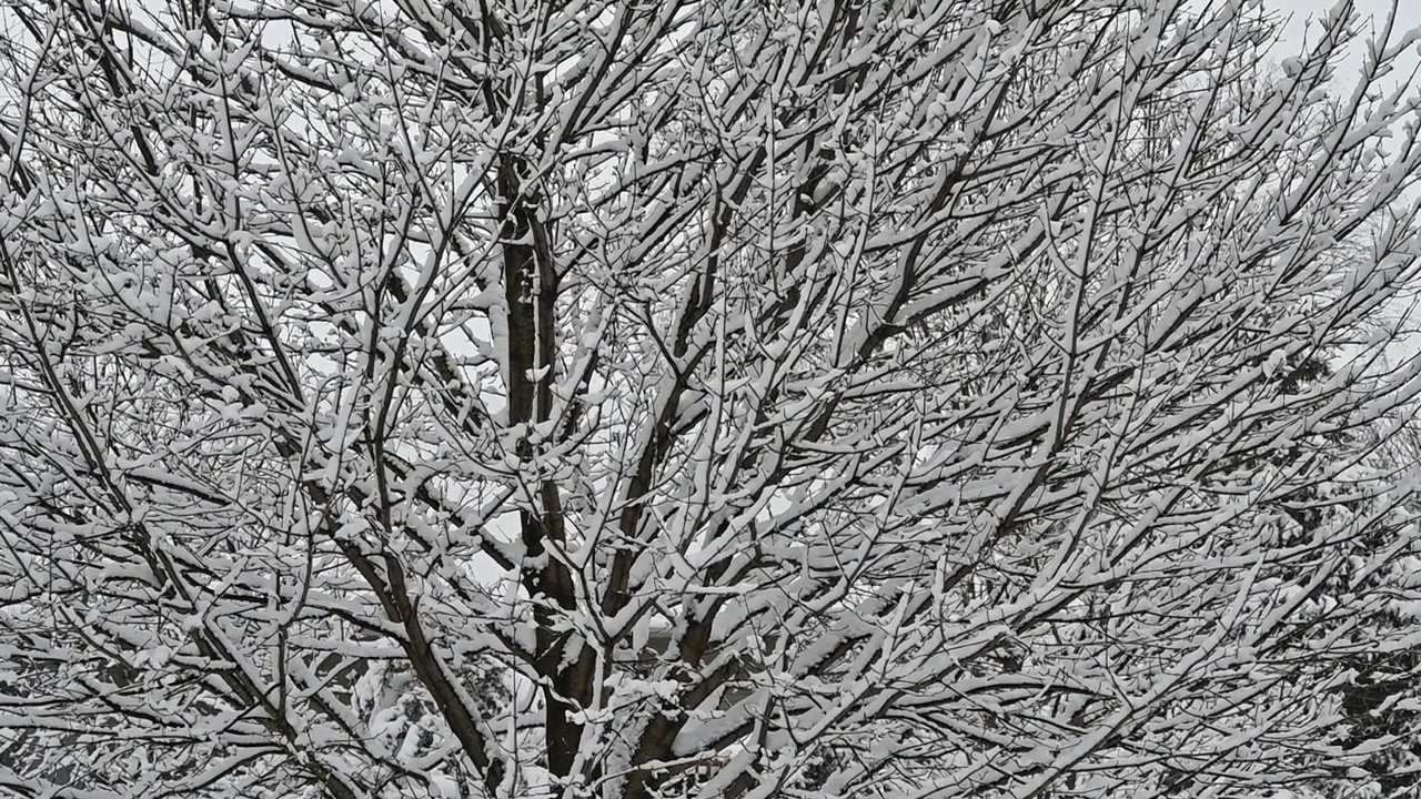 无叶树上的雪视频素材