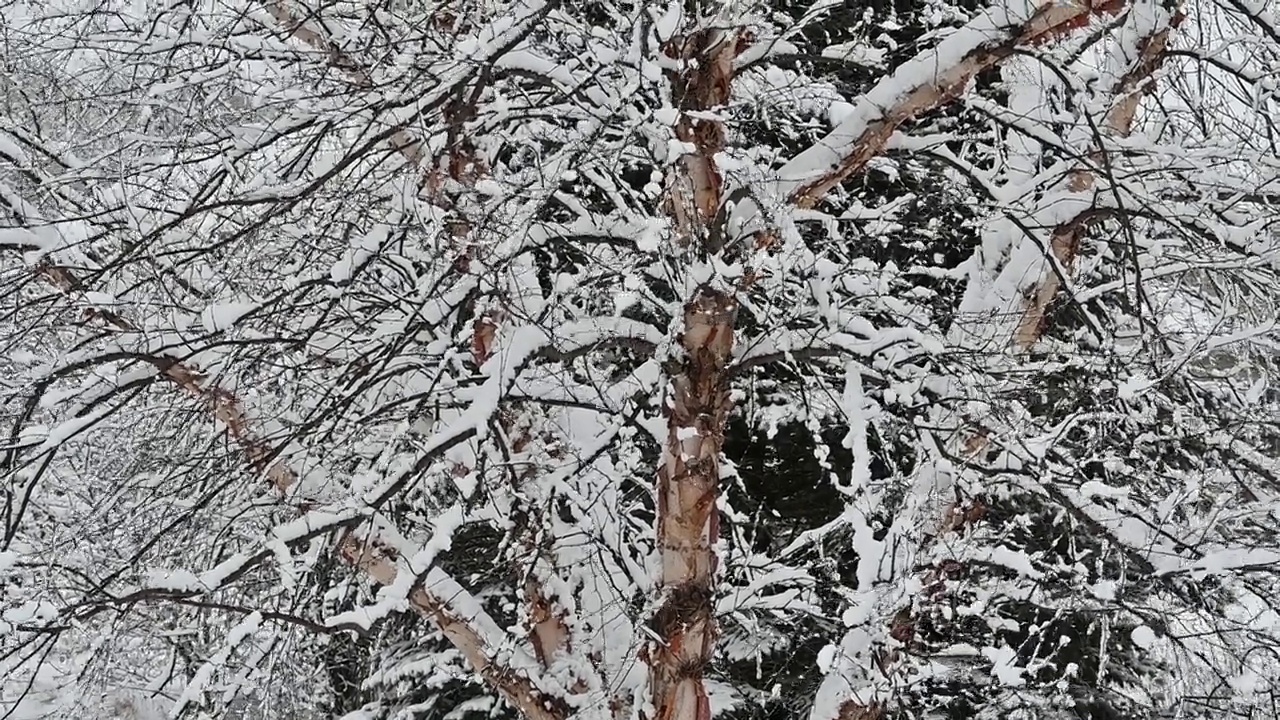 桦树上的雪视频素材