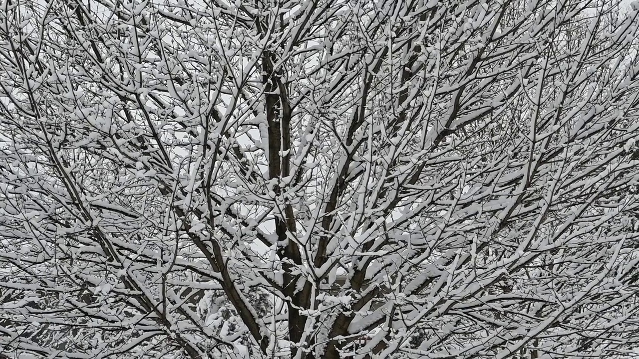 无叶树上的雪视频素材