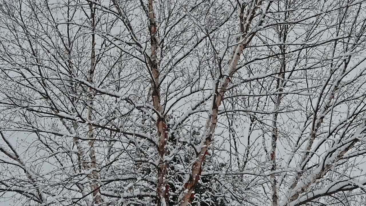 雪中的桦树视频素材