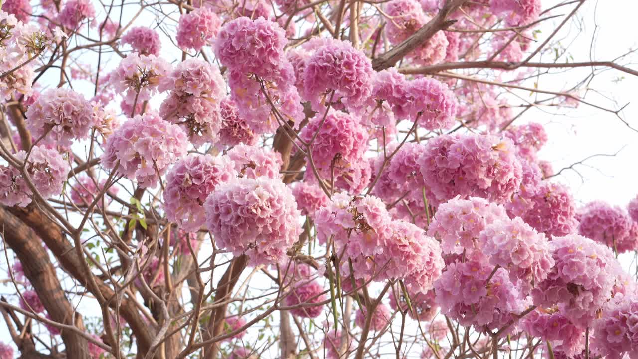 粉红色花，玫瑰花，天然的粉红色喇叭树。视频素材